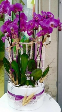 Seramik vazoda 4 dall mor lila orkide  Balgat online iek siparii vermek 