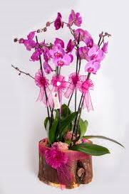 4 dall ktk ierisibde mor orkide  iek sat ankara balgat ieki 