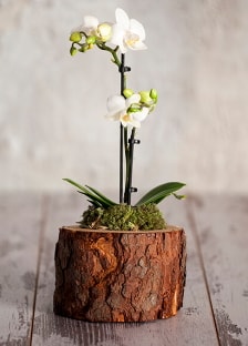 Doğal kütük 2 dallı beyaz orkide  Balgat online çiçekçi telefonları 