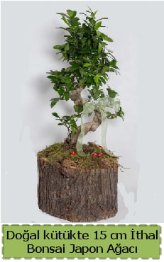 Doğal kütükte İthal bonsai japon ağacı  Balgat çiçek gönderme sitemiz güvenlidir 