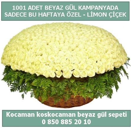 1001 adet beyaz gül sepeti özel kampanyada  Ankara İnternetten çiçek siparişi 
