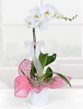 Tek dallı beyaz orkide seramik saksıda  Balgat çiçek gönderme sitemiz güvenlidir 