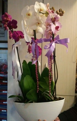 Mor ve beyaz ve pembe 6 dallı orkide  Balgat  ucuz çiçek , çiçekçi , çiçekçilik 