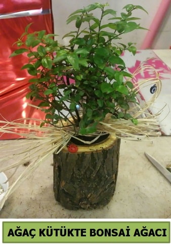 Doğal ağaç kütük içerisinde bonsai ağacı  Ankara İnternetten çiçek siparişi 