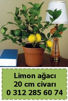 Limon ağacı bitkisi  Balgat Ankara çiçek gönderme 
