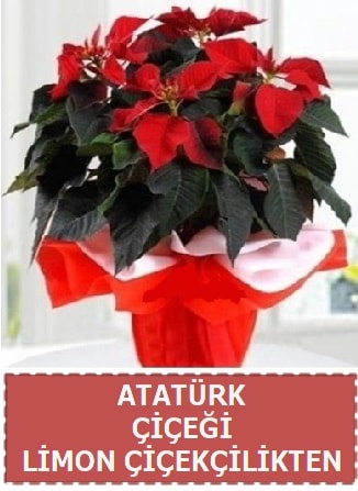 Atatürk çiçeği saksı bitkisi  çiçek satışı ankara balgat çiçekçi 