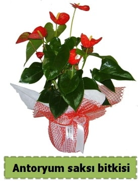 Antoryum saksı bitkisi satışı  Ankara çiçekçiler hediye çiçek yolla 