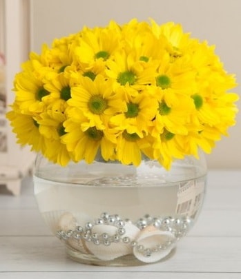 Fanusta Sarı Papatya  Ankara internetten çiçek satışı 