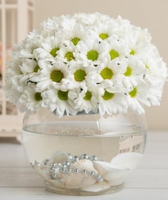 Fanusta beyaz Papatya  çiçek satışı ankara balgat çiçekçi 