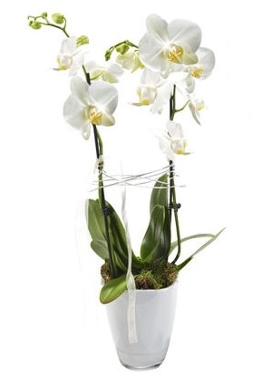 2 dallı beyaz seramik beyaz orkide saksısı  Ankara İnternetten çiçek siparişi 