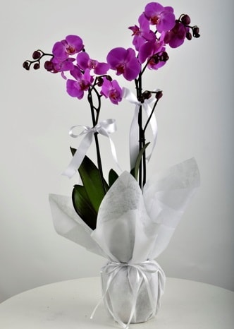 Çift dallı saksıda mor orkide çiçeği  Balgat Ankara online çiçek gönderme sipariş 