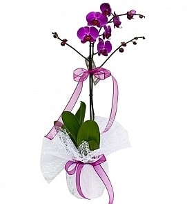Tek dallı saksıda ithal mor orkide çiçeği  Ankara çiçekçi mağazası 