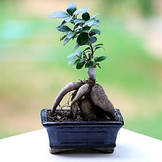 Marvellous Ficus Microcarpa ginseng bonsai  Balgat Ankara online çiçek gönderme sipariş 