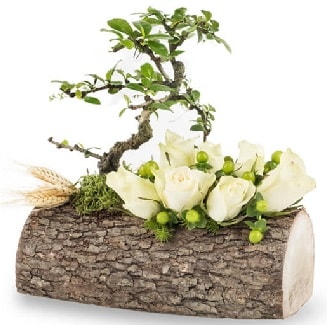 Doğal kütükte bonsai ağacı ve 7 beyaz gül  Ankara İnternetten çiçek siparişi 