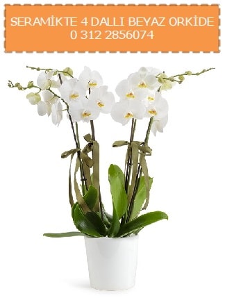 Seramikte 4 dallı beyaz orkide  Ankara çiçekçi mağazası 