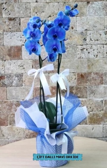 çift dallı ithal mavi orkide  Balgat online çiçekçi telefonları 