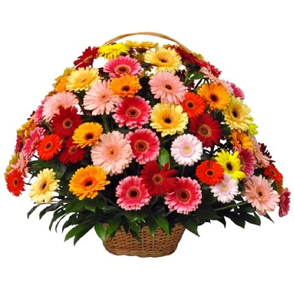 Karışık renkli büyük gerbera sepet aranjmanı  Ankara İnternetten çiçek siparişi 