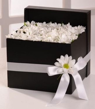 Kutuda beyaz krizantem papatya çiçekleri  Ankara internetten çiçek satışı  