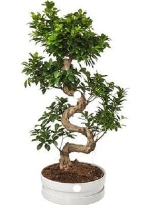 90 cm ile 100 cm civarı S peyzaj bonsai  Ankara İnternetten çiçek siparişi 