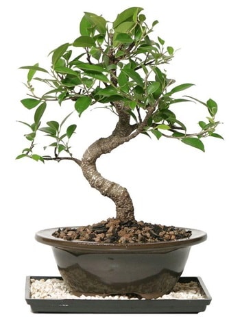 Altın kalite Ficus S bonsai  Balgat Ankara çiçek gönderme  Süper Kalite