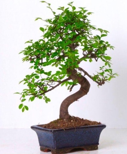 S gövdeli bonsai minyatür ağaç japon ağacı  Ankara İnternetten çiçek siparişi 