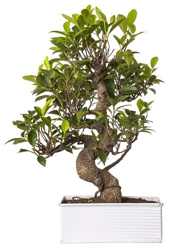 Exotic Green S Gövde 6 Year Ficus Bonsai  Ankara İnternetten çiçek siparişi 