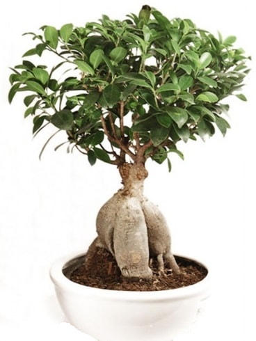 Ginseng bonsai japon aac ficus ginseng  balgat iek siparii Ankara iek yolla 